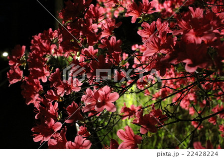 つつじ つつじ 22428224