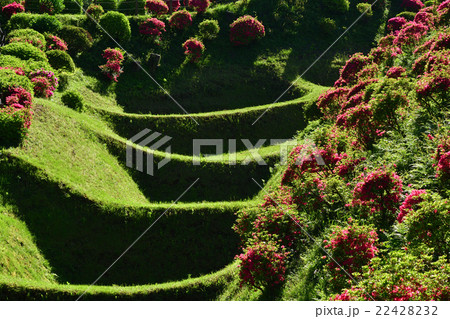 日本百名城・山中城 22428232