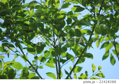 シマトネリコの新葉 22428388