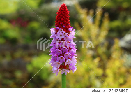 プリムラ ビアリー Pagoda primrose プリムラ ビアリー Pagoda primrose 22428697