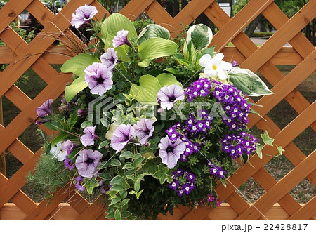 ハンギングバスケットフラワー ハンギングバスケットフラワー 22428817