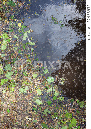 fallen green leaves, birch catkins and pollen fallen green leaves, birch catkins and pollen 22428932