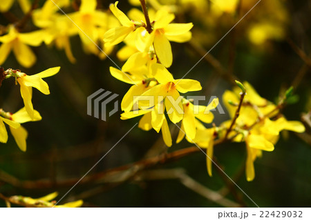 レンギョウの花 22429032