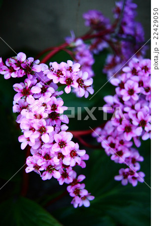 ヒマラヤユキノシタの花の写真素材