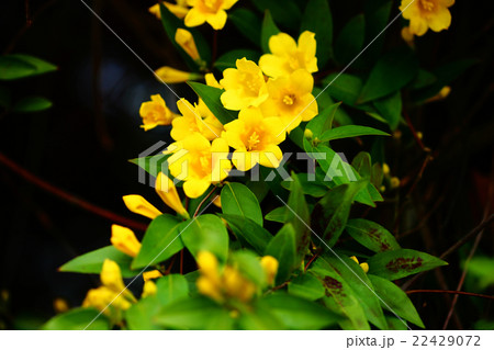 カロライナジャスミンの花 カロライナジャスミンの花 22429072