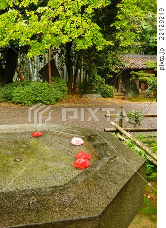 新緑のころ 新緑のころ 22429249