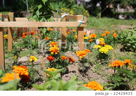 小さな花壇03 22429435