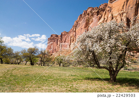 キャピトルリーフ国立公園 キャピトルリーフ国立公園 22429503