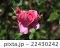 バラ 22430242