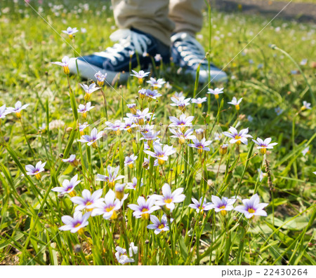 草原の花 草原の花 22430264