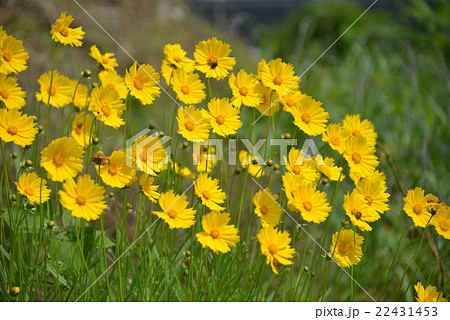 オオキンケイギク 22431453