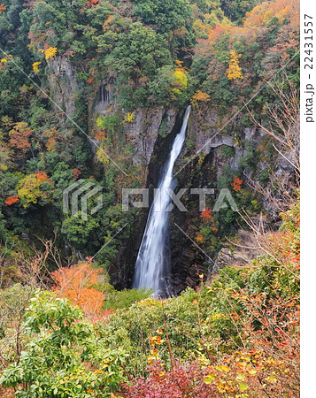 紅葉の西椎屋の滝 22431557