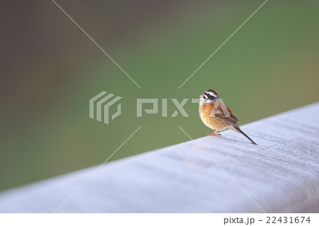 囀るホオジロ 囀るホオジロ 22431674