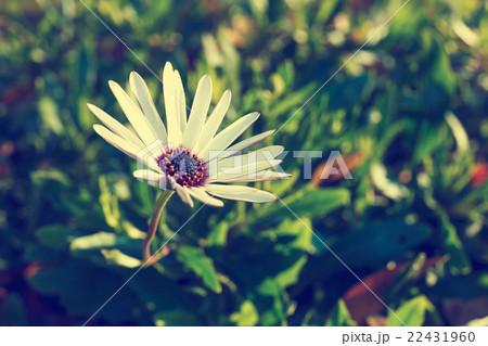 Bee on a flower Bee on a flower 22431960