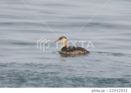 アカエリカイツブリ夏羽 アカエリカイツブリ夏羽 22432032