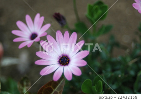 紫の花 紫の花 22432159