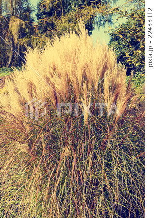 clump of high grass 22433112
