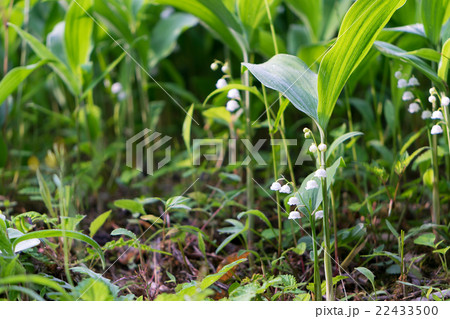 スズラン　奈良　向渕　自生地 22433500