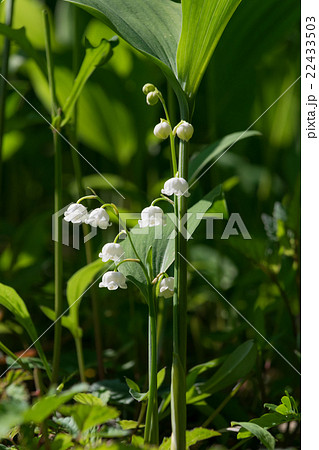 スズラン　奈良　向渕　横から2 22433503