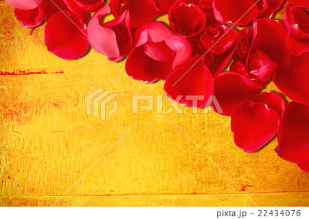 roses petal on scratches a gold background. roses petal on scratches a gold background. 22434076