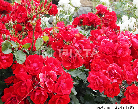 薔薇(アンダルシアン) 薔薇(アンダルシアン) 22434598