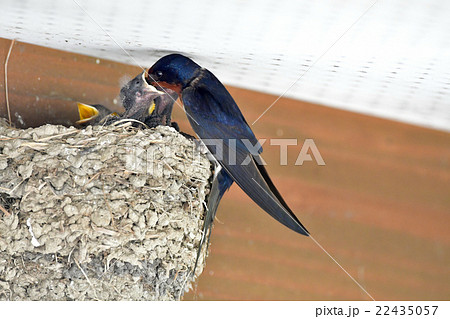 ツバメの子育て ツバメの子育て 22435057