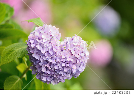 ハート型の紫陽花の写真素材