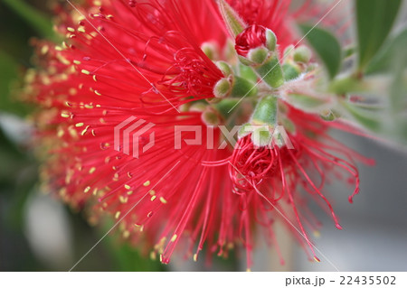 ブラシノキ 22435502