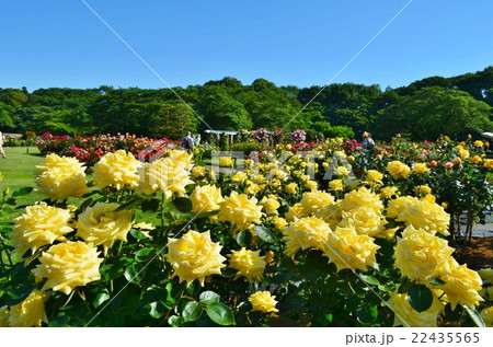 生田緑地ばら苑の春薔薇 22435565