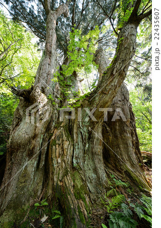 オブ山の大杉　秋田　天然杉 22435607