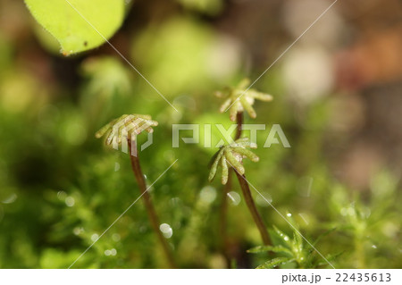 スナゴケとゼニゴケの胞子 22435613