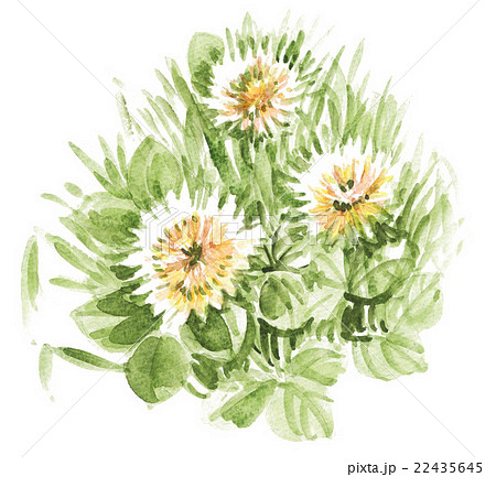 whiteclover16521pix7 whiteclover16521pix7 22435645