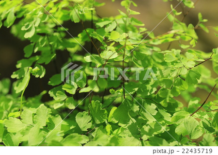 アジアンタム 22435719