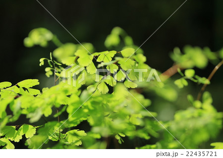 アジアンタム 22435721