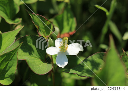 ドクダミ ドクダミ 22435844