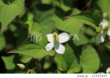 ドクダミ ドクダミ 22435845