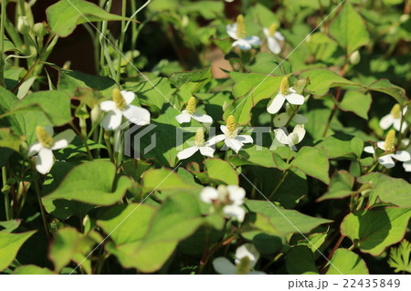 ドクダミ ドクダミ 22435849