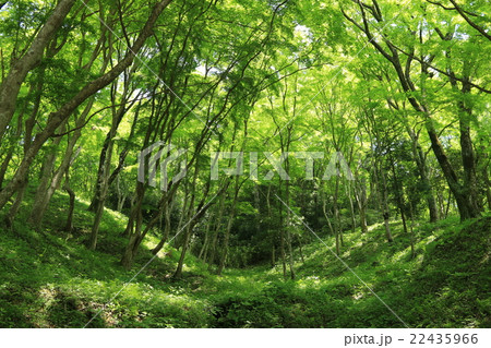 初夏の香嵐渓 22435966