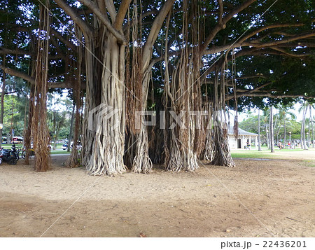 ガジュマル4 22436201