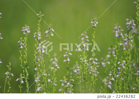 マツバウンラン 22436282