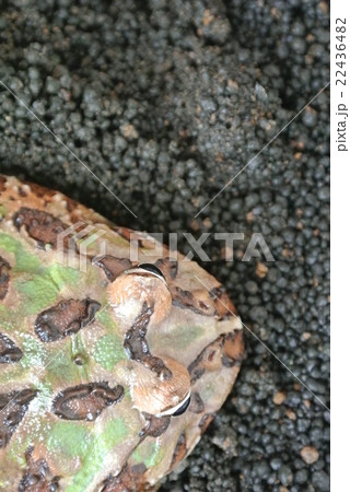 見るカエル 22436482