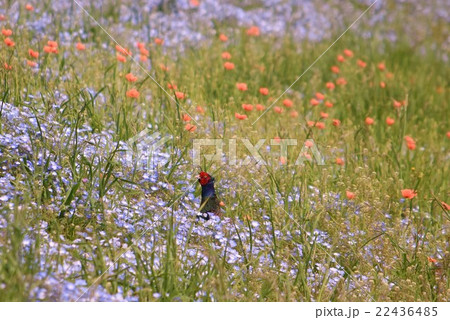 国鳥　キジ 22436485