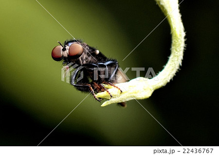 Macro photography showing a Robber Fly Macro photography showing a Robber Fly 22436767
