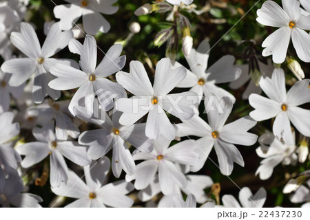 芝桜　シバザクラ　しばざくら 22437230