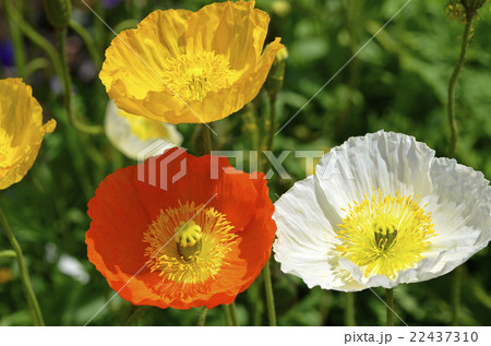 アイスランドポピー 22437310