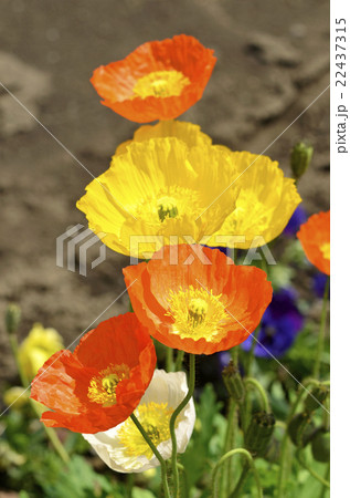 アイスランドポピー 22437315