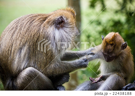 Real Mother monkey and baby monkey 22438188