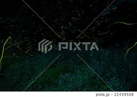 ホタルの宴 22439508
