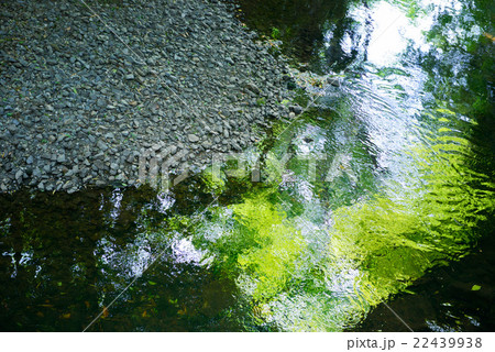 等々力渓谷, 川辺 22439938