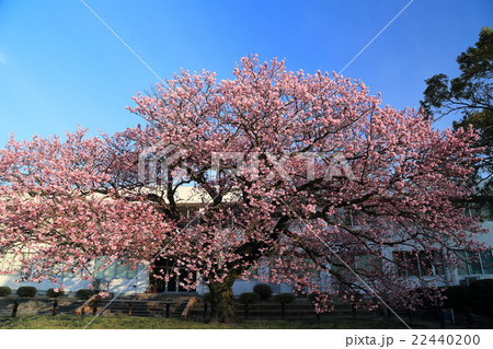 山口県 防府市 向島小学校 蓬莱桜の写真素材